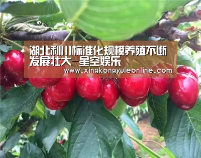 湖北利川标准化规模养殖不断发展壮大-星空娱乐(图3) 星空体育网站